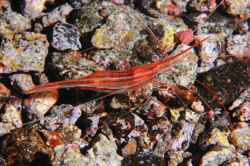 Plesionika narval - Photo (c) xavi salvador costa, some rights reserved (CC BY-NC)