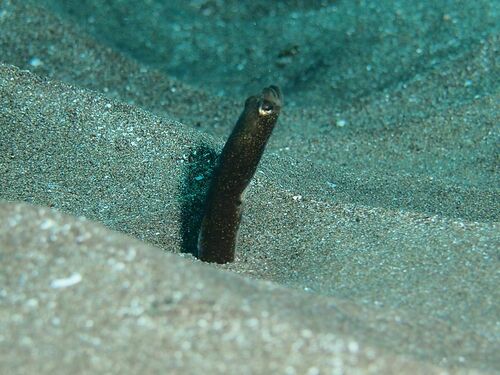 Heteroconger longissimus - Photo (c) xavi salvador costa, some rights reserved (CC BY-NC)