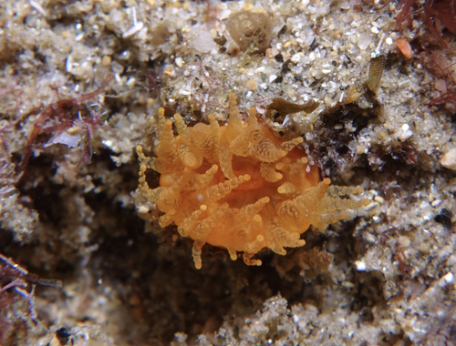 Balanophyllia regia - Photo (c) oriol_d, all rights reserved