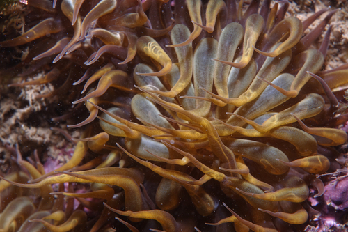 Aiptasia couchi - Photo (c) oriol_d, all rights reserved