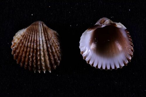 Acanthocardia spinosa - Photo (c) xavi salvador costa, some rights reserved (CC BY-NC)