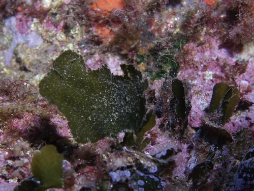 Flabellia petiolata - Photo (c) oriol_d, all rights reserved