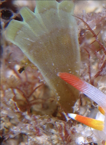 Taonia atomaria - Photo (c) oriol_d, all rights reserved