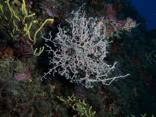 Astrospartus mediterraneus - Photo (c) xavi salvador costa, some rights reserved (CC BY-NC)