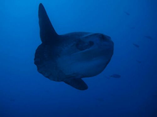 Mola mola - Photo (c) xavi salvador costa, some rights reserved (CC BY-NC)
