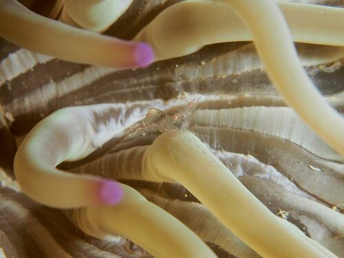 Periclimenes scriptus - Photo (c) xavi salvador costa, some rights reserved (CC BY-NC)