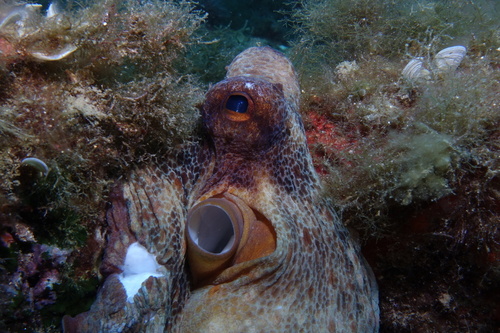 Octopus vulgaris - Photo (c) oriol_d, all rights reserved