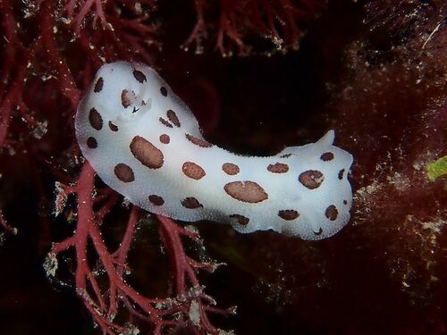 Peltodoris atromaculata - Photo (c) xavi salvador costa, some rights reserved (CC BY-NC)