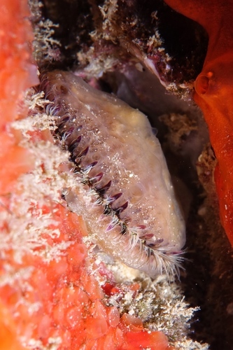 Lima lima - Photo (c) oriol_d, all rights reserved