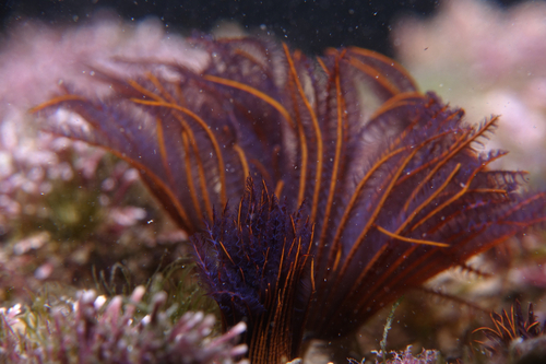 Branchiomma luctuosum - Photo (c) oriol_d, all rights reserved