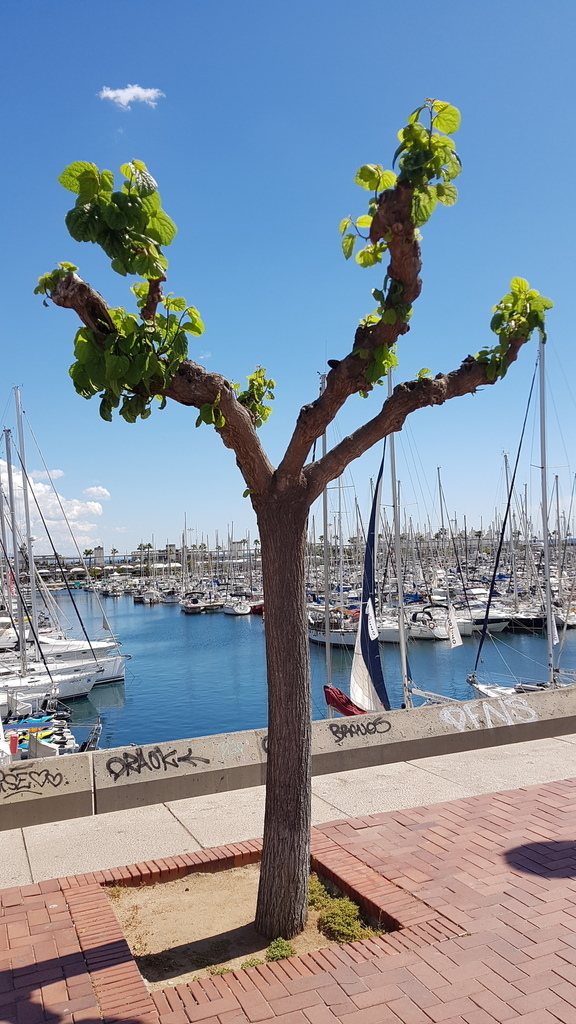 Morus - Photo (c) Carlos Rodero, some rights reserved (CC BY-NC)