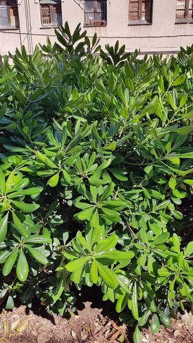 Pittosporum tobira - Photo (c) Carlos Rodero, some rights reserved (CC BY-NC)