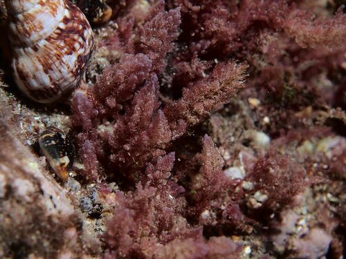 Asparagopsis taxiformis - Photo (c) xavi salvador costa, some rights reserved (CC BY-NC)