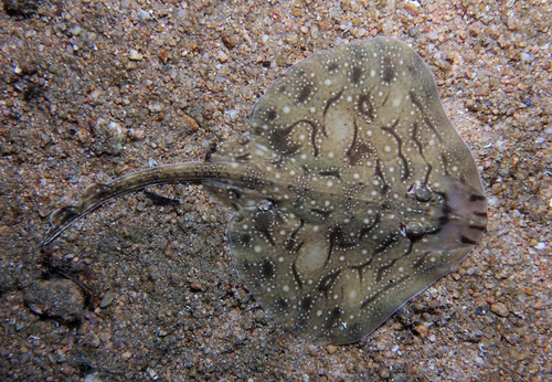 Raja undulata - Photo (c) oriol_d, all rights reserved