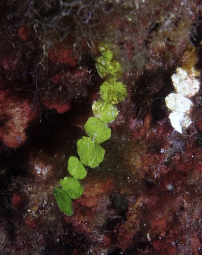 Halimeda tuna - Photo (c) oriol_d, all rights reserved