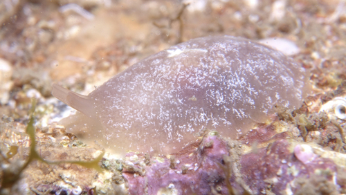 Berthella stellata - Photo (c) oriol_d, all rights reserved