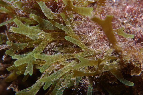 Dictyota dichotoma - Photo (c) oriol_d, all rights reserved