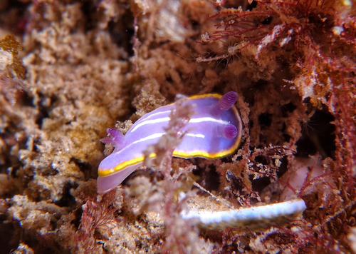 Felimida krohni - Photo (c) oriol_d, all rights reserved