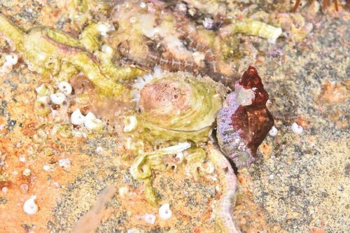 Chama gryphoides - Photo (c) xavi salvador costa, some rights reserved (CC BY-NC)