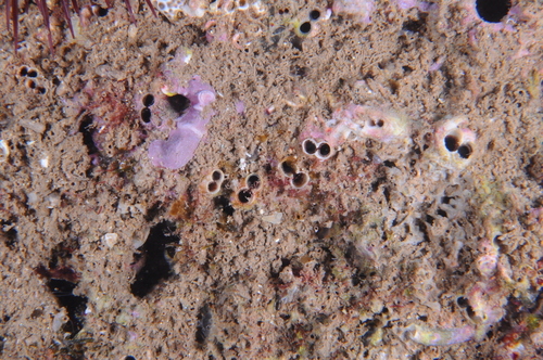 Rocellaria dubia - Photo (c) xavi salvador costa, some rights reserved (CC BY-NC)