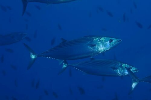 Sarda sarda - Photo (c) xavi salvador costa, some rights reserved (CC BY-NC)