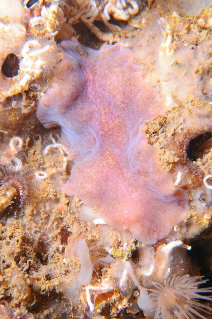 Imogine mediterranea - Photo (c) xavi salvador costa, some rights reserved (CC BY-NC)