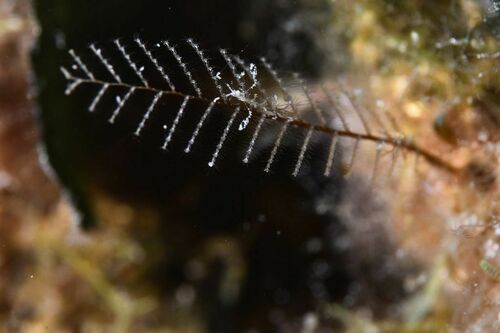 Aglaophenia - Photo (c) xavi salvador costa, some rights reserved (CC BY-NC)