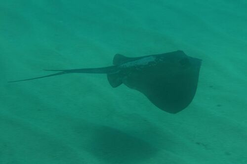 Dasyatis tortonesei - Photo (c) xavi salvador costa, some rights reserved (CC BY-NC)