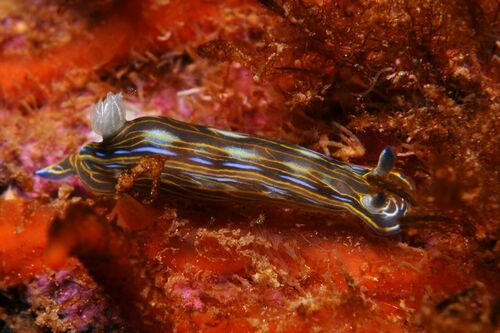 Felimare villafranca - Photo (c) xavi salvador costa, some rights reserved (CC BY-NC)