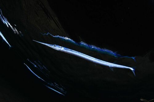 Platybelone argalus - Photo (c) xavi salvador costa, some rights reserved (CC BY-NC)