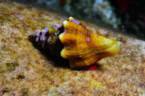 Tarantinaea lignaria - Photo (c) xavi salvador costa, some rights reserved (CC BY-NC)