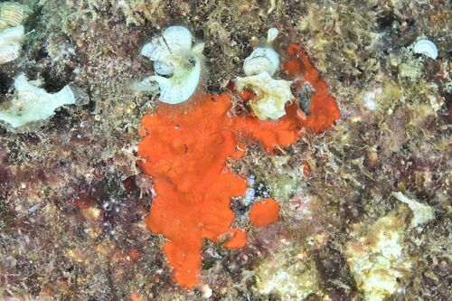 Crambe crambe - Photo (c) xavi salvador costa, some rights reserved (CC BY-NC)