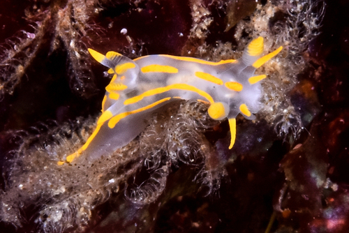 Polycera quadrilineata - Photo (c) xavi salvador costa, some rights reserved (CC BY-NC)