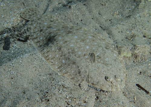 Solea senegalensis - Photo (c) xavi salvador costa, some rights reserved (CC BY-NC)