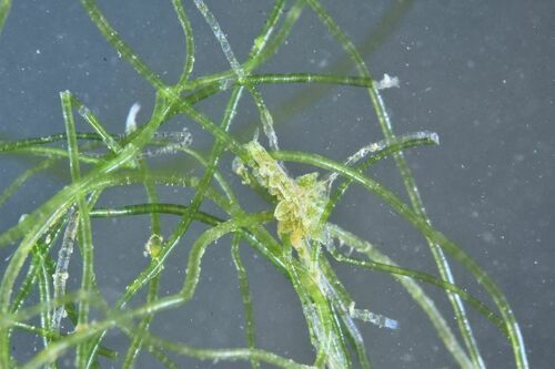 Ercolania - Photo (c) xavi salvador costa, some rights reserved (CC BY-NC)