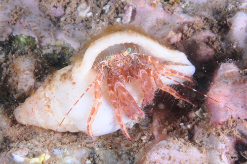 Pagurus anachoretus - Photo (c) xavi salvador costa, some rights reserved (CC BY-NC)