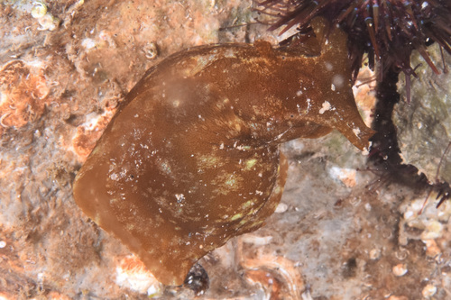 Aplysia depilans - Photo (c) xavi salvador costa, some rights reserved (CC BY-NC)