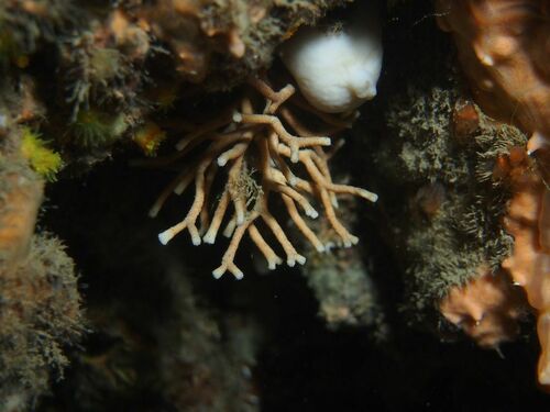 Diporula verrucosa - Photo (c) xavi salvador costa, some rights reserved (CC BY-NC)