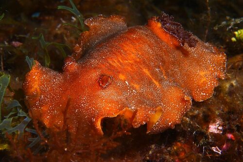 Platydoris argo - Photo (c) xavi salvador costa, some rights reserved (CC BY-NC)