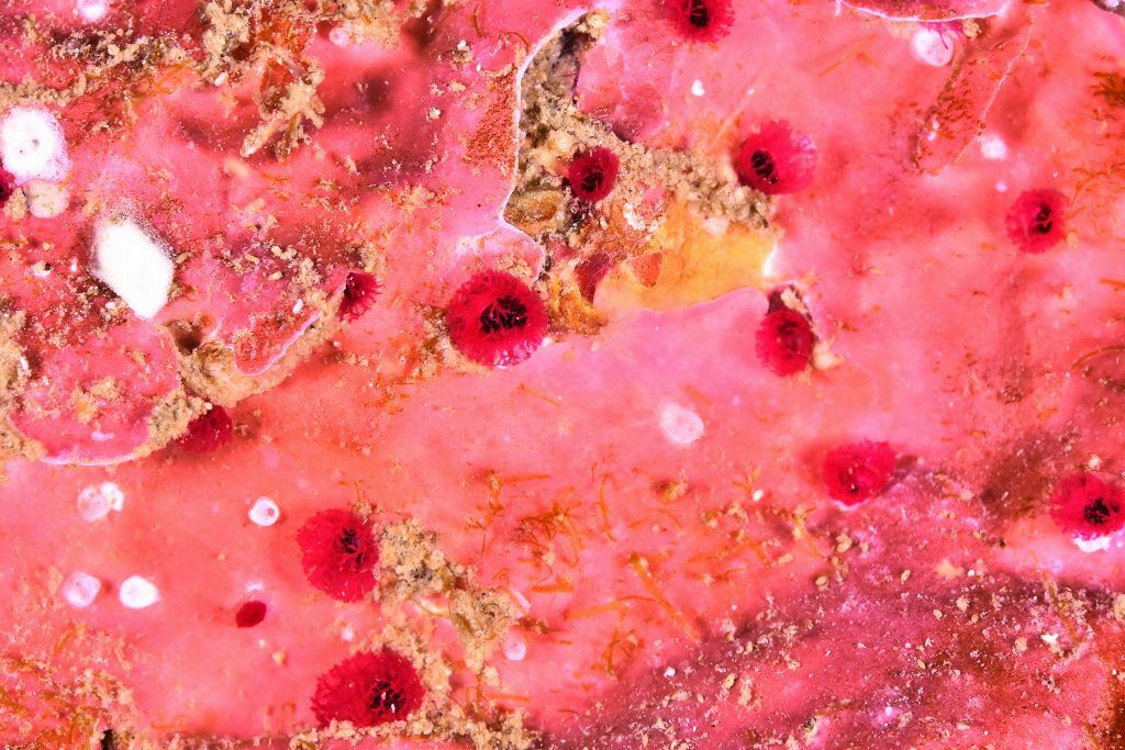 Cliona schmidtii - Photo (c) xavi salvador costa, some rights reserved (CC BY-NC)