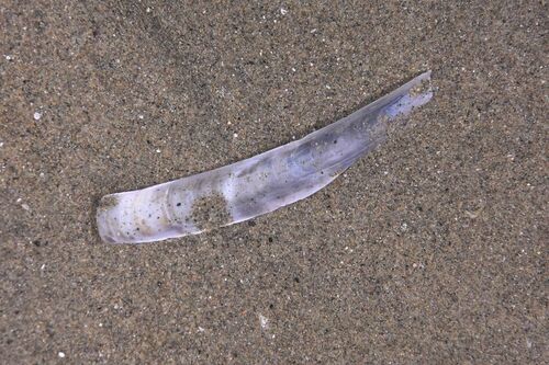 Ensis ensis - Photo (c) xavi salvador costa, some rights reserved (CC BY-NC)