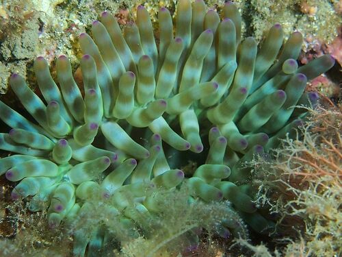 Cribrinopsis crassa - Photo (c) xavi salvador costa, some rights reserved (CC BY-NC)