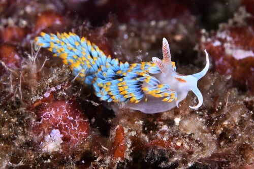 Berghia coerulescens - Photo (c) xavi salvador costa, some rights reserved (CC BY-NC)