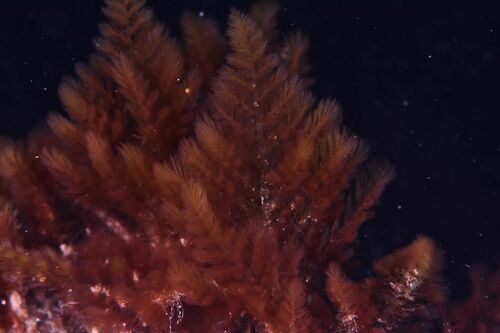 Wrangelia argus - Photo (c) xavi salvador costa, some rights reserved (CC BY-NC)