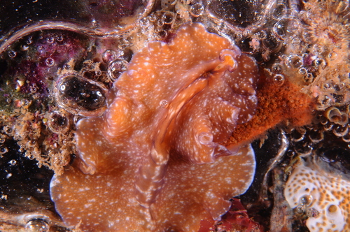 Pseudoceros maximus - Photo (c) xavi salvador costa, some rights reserved (CC BY-NC)