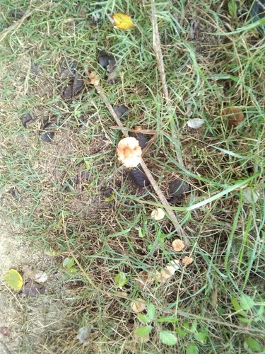 Marasmius oreades - Photo (c) seaprat, some rights reserved (CC BY-NC)