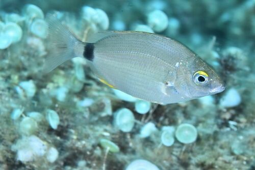 Diplodus annularis - Photo (c) xavi salvador costa, some rights reserved (CC BY-NC)