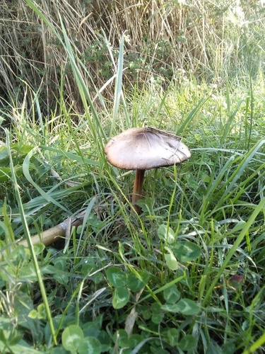 Volvopluteus gloiocephala - Photo (c) seaprat, some rights reserved (CC BY-NC)