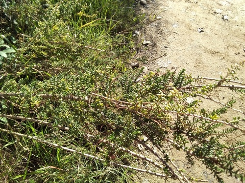 Suaeda vera - Photo (c) seaprat, some rights reserved (CC BY-NC)