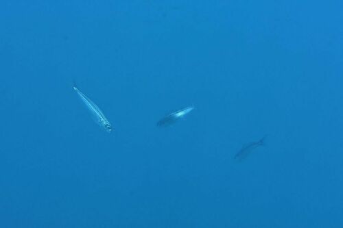 Boops boops - Photo (c) xavi salvador costa, some rights reserved (CC BY-NC)